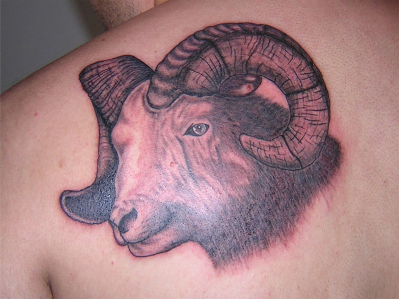Un dolcissimo ariete tatuato sulla schiena.