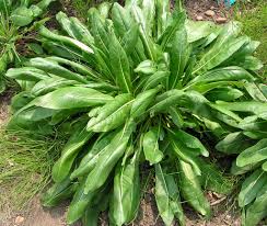 woad plant